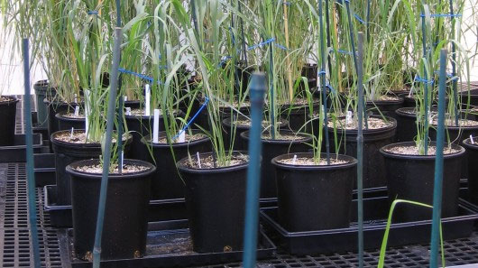 Nhựa sinh học từ thực vật an toàn với môi trường