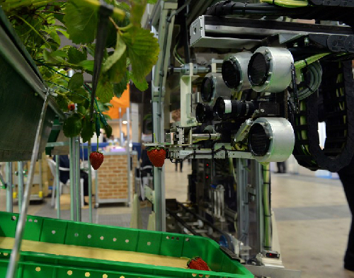 Nông dân Nhật Bản sử dụng robot thu hoạch dâu tây